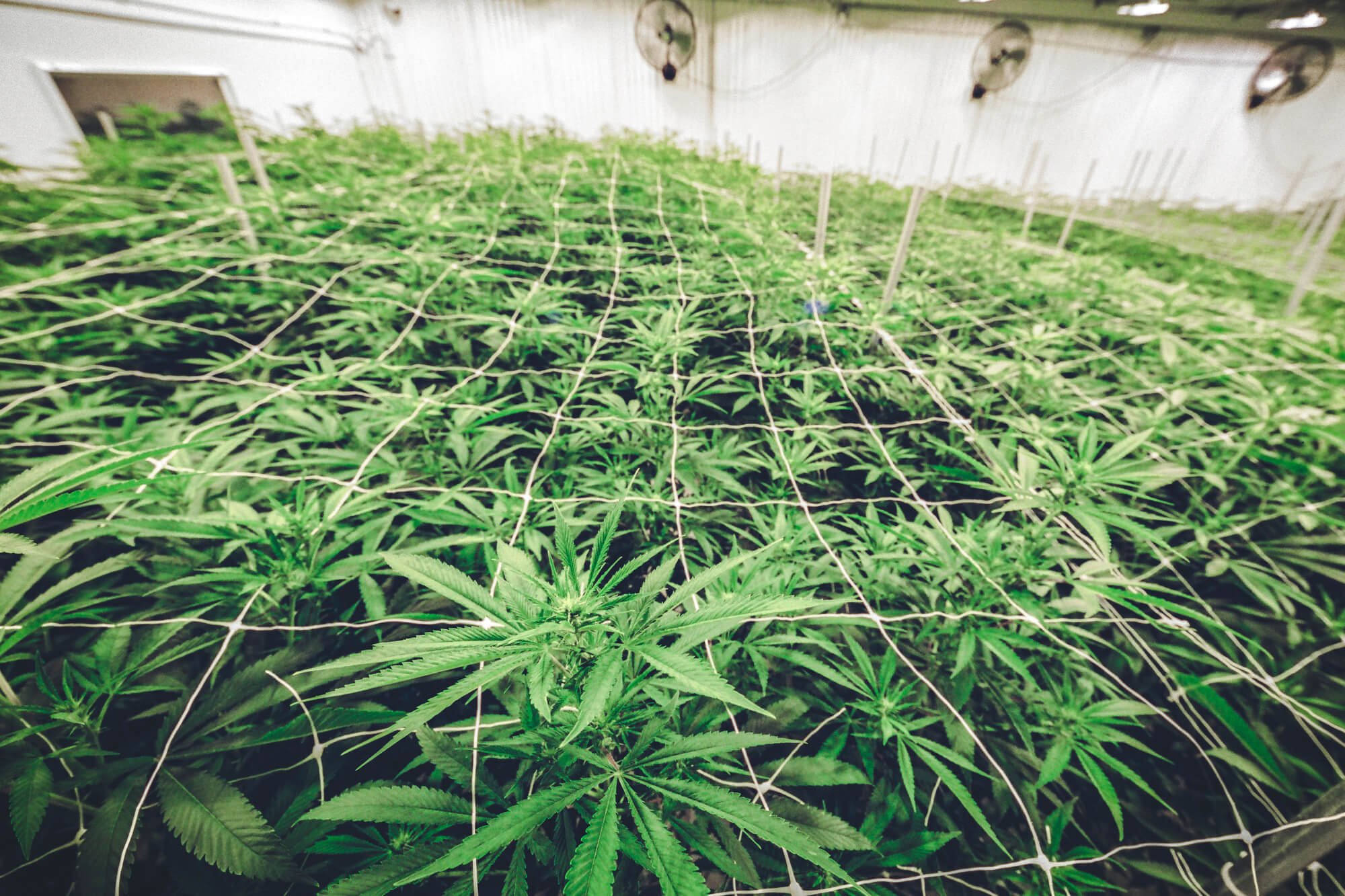 Cannabis Facility Design: Key Elements For Your Laboratory